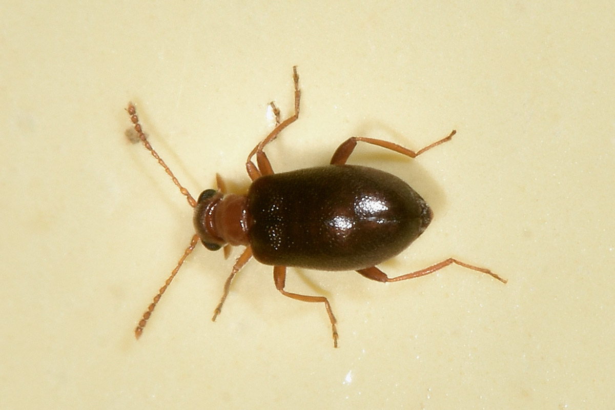 Aderidae:  Otolelus (aut Vanonus) pruinosus e Ototelus sp.